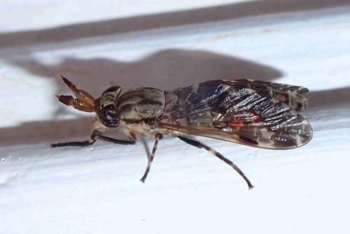 Haematopota sp.